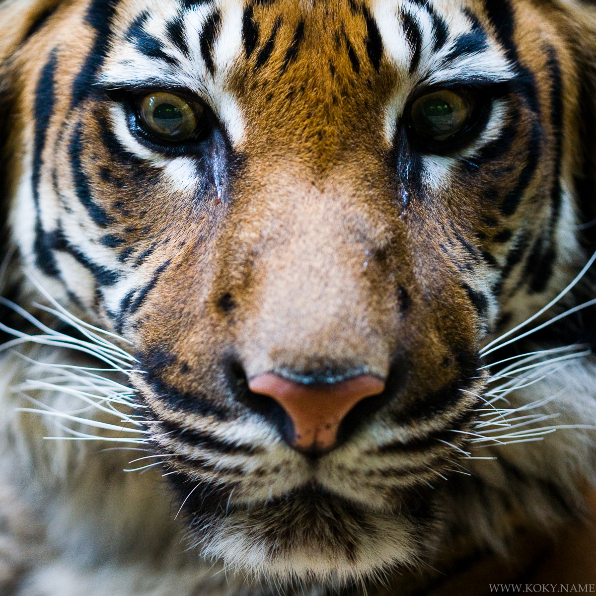 tygr ussurijský